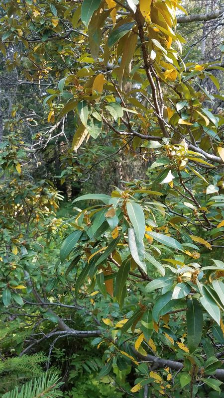 Golden Hairstreak: Habrodais grunus