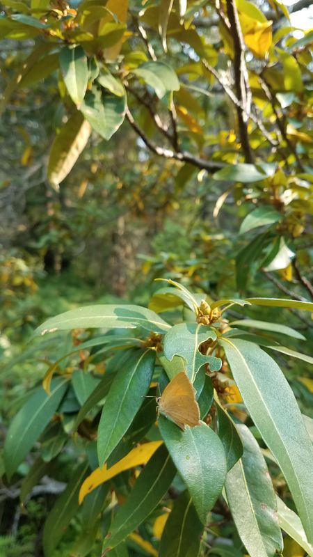 Golden Hairstreak: Habrodais grunus