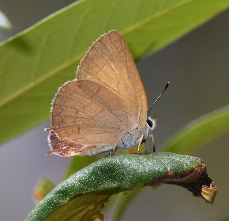 Golden Hairstreak: Habrodais grunus