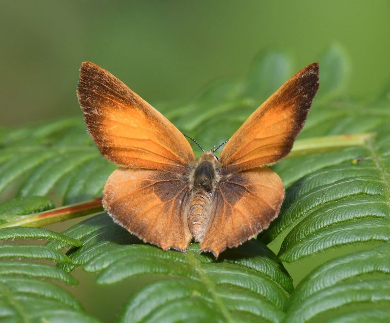 Golden Hairstreak: Habrodais grunus