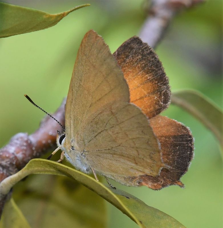 Golden Hairstreak: Habrodais grunus