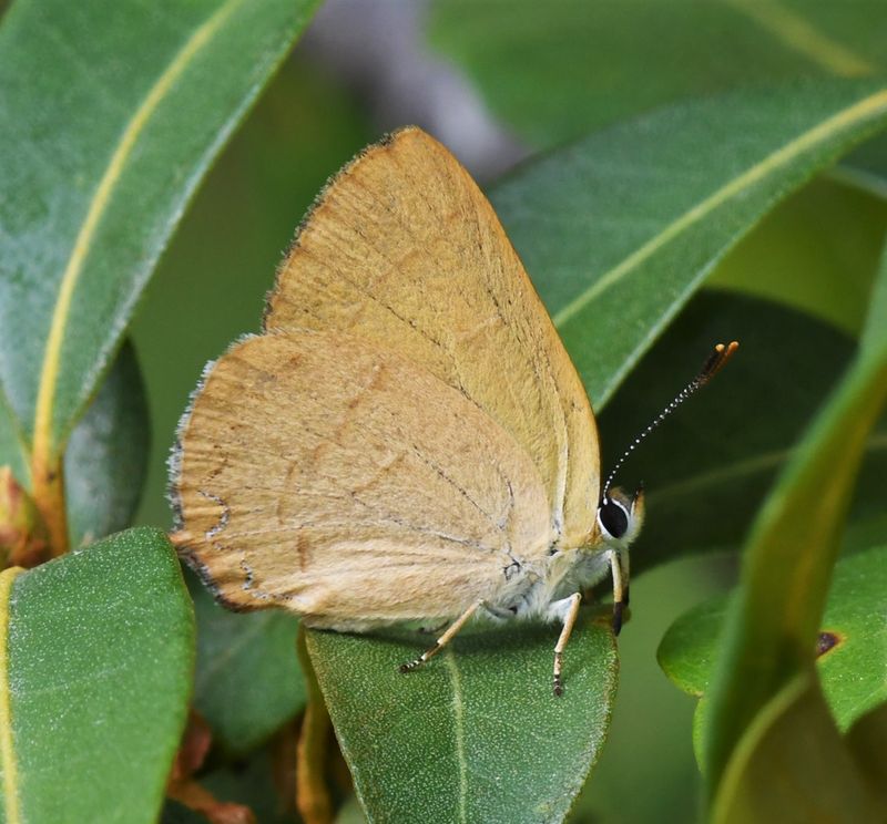 Golden Hairstreak: Habrodais grunus