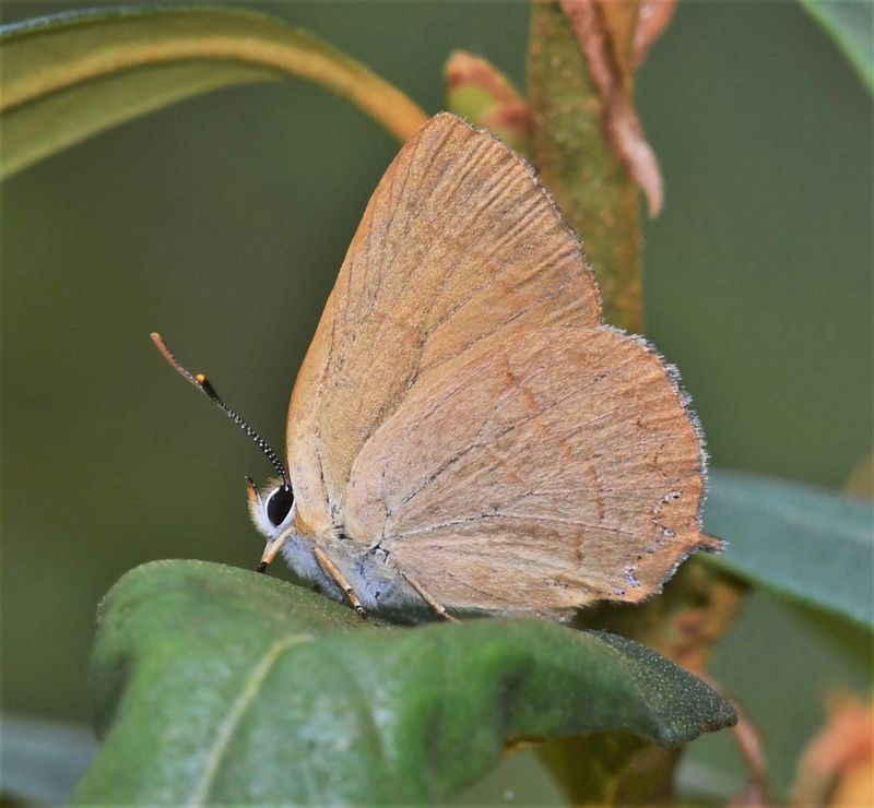 Golden Hairstreak: Habrodais grunus