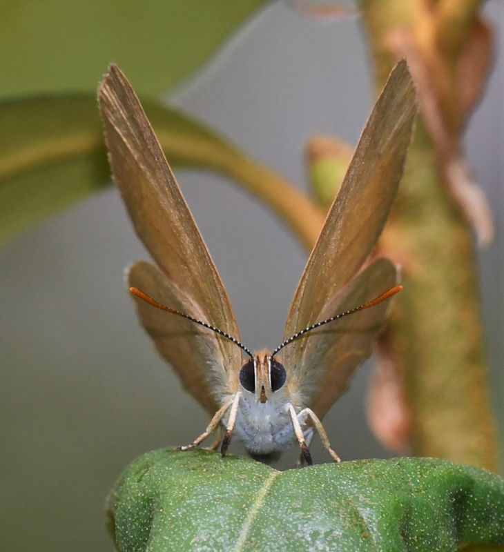 Golden Hairstreak: Habrodais grunus