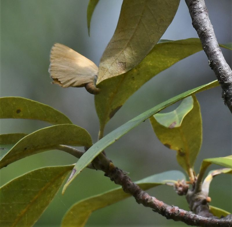 Golden Hairstreak: Habrodais grunus