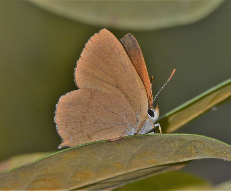 Golden Hairstreak: Habrodais grunus