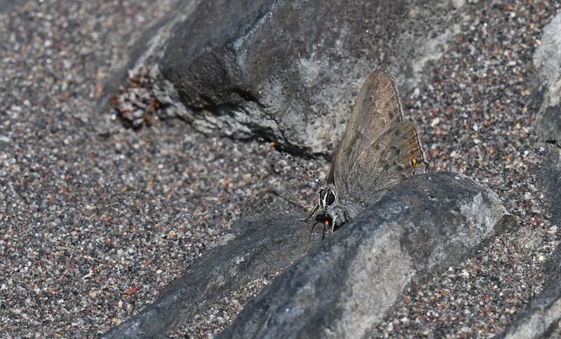 Goldhunter's Hairstreak: Satyrium auretorum