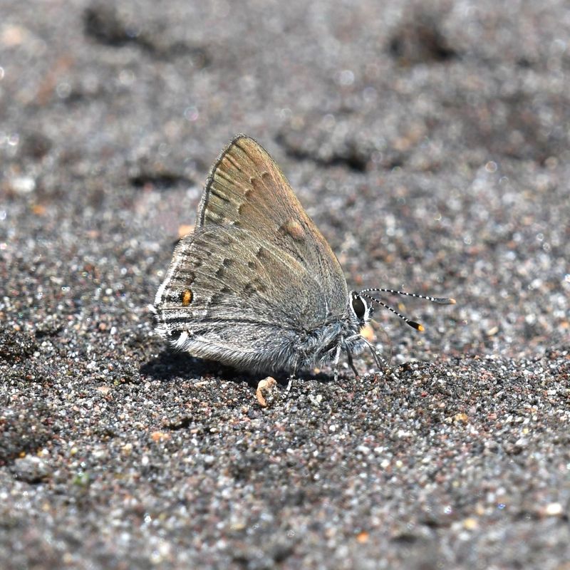 Goldhunter's Hairstreak: Satyrium auretorum