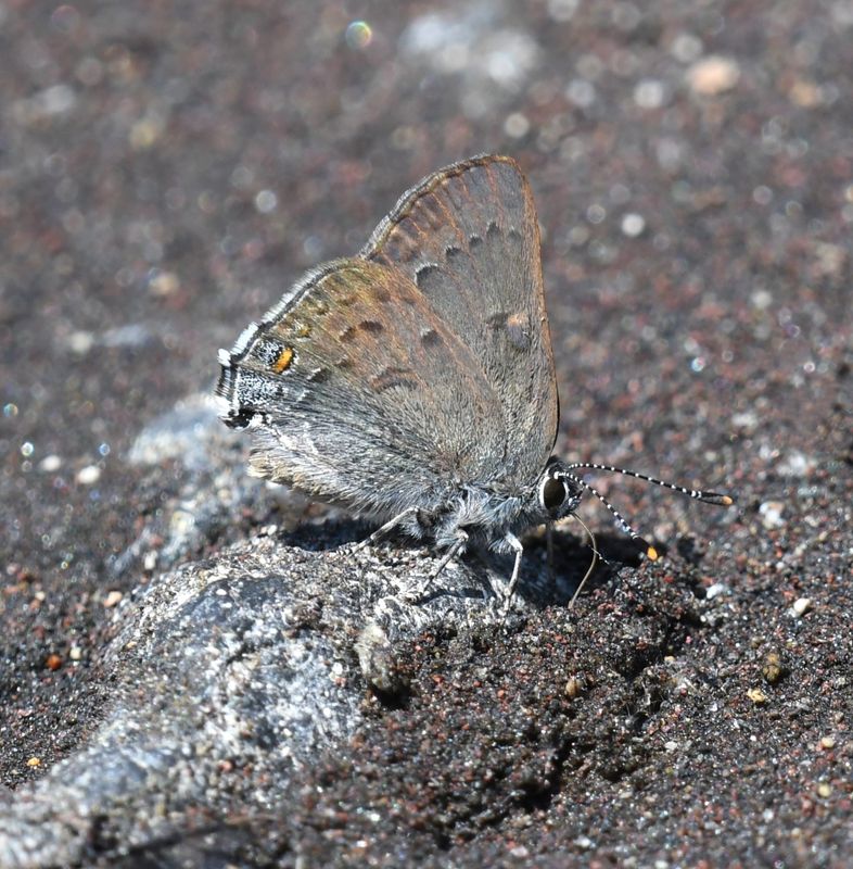 Goldhunter's Hairstreak: Satyrium auretorum