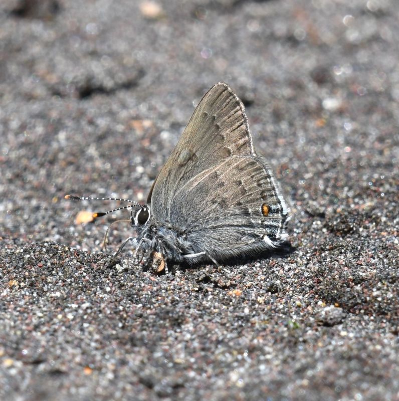 Goldhunter's Hairstreak: Satyrium auretorum