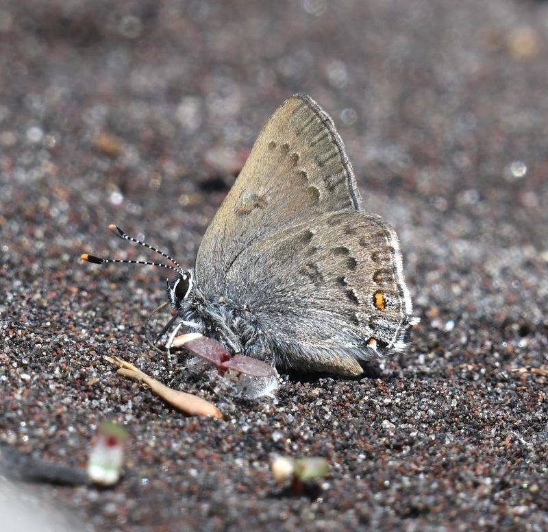 Goldhunter's Hairstreak: Satyrium auretorum