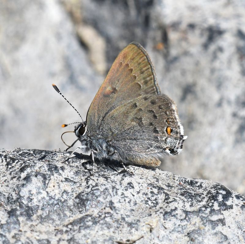 Hairstreak, Goldhunter's