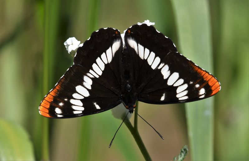 Lorquin's Admiral: Limenitis lorquini