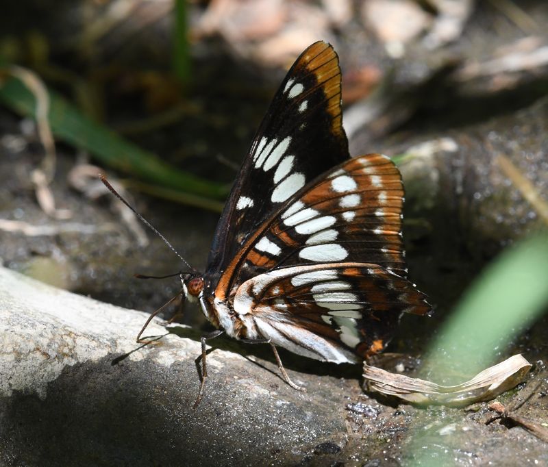 Lorquin's Admiral: Limenitis lorquini