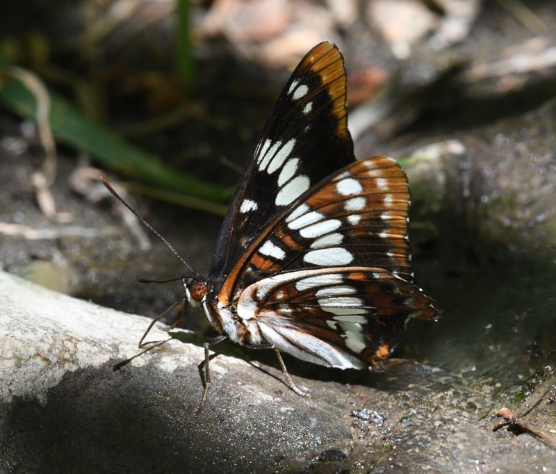Lorquin's Admiral: Limenitis lorquini