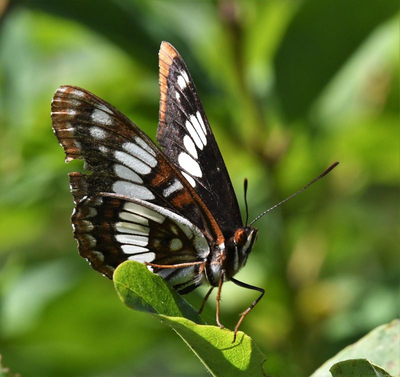 Lorquin's Admiral: Limenitis lorquini