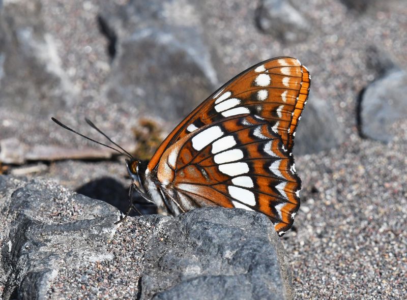 Lorquin's Admiral: Limenitis lorquini