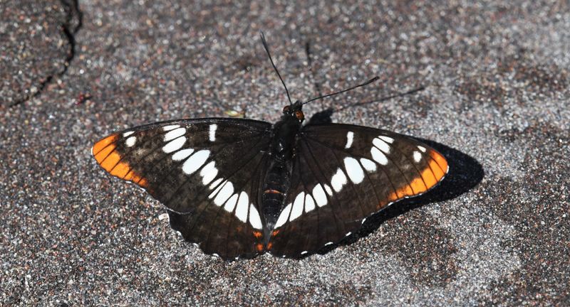 Lorquin's Admiral: Limenitis lorquini