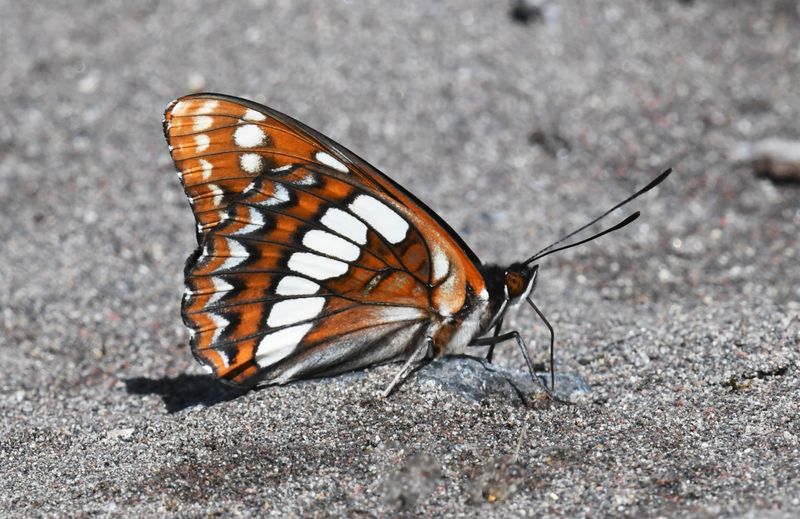 Lorquin's Admiral: Limenitis lorquini