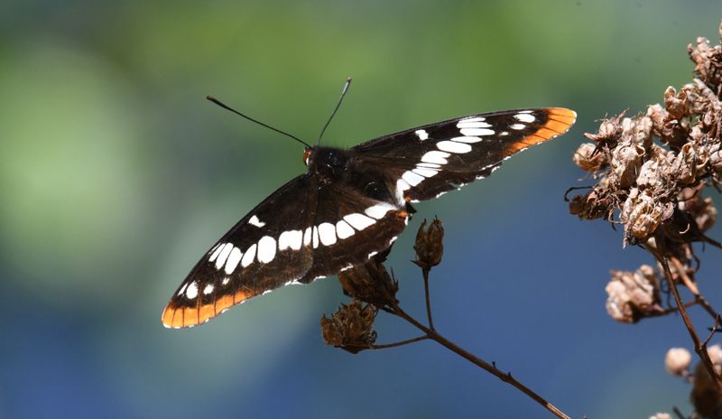 Lorquin's Admiral: Limenitis lorquini