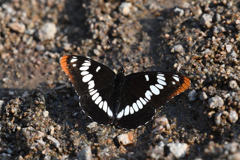 Lorquin's Admiral: Limenitis lorquini