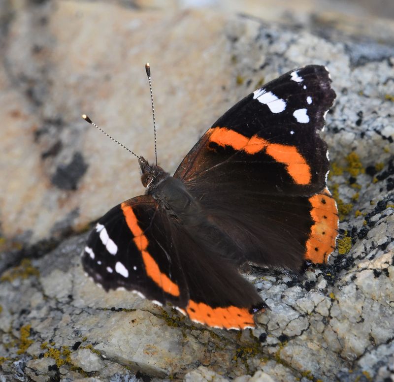 Red Admiral: Vanessa atalanta