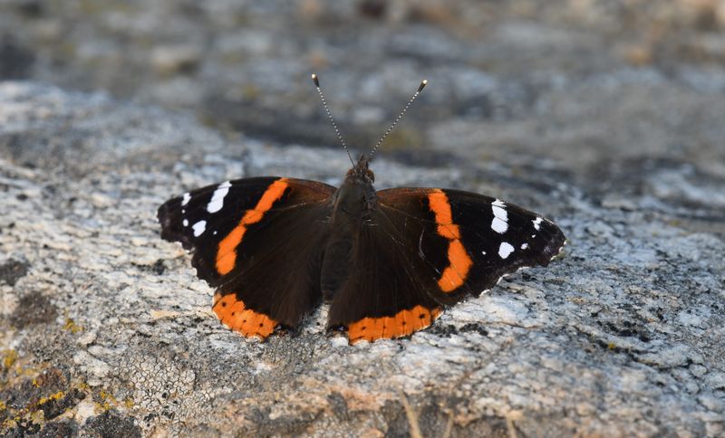 Red Admiral: Vanessa atalanta