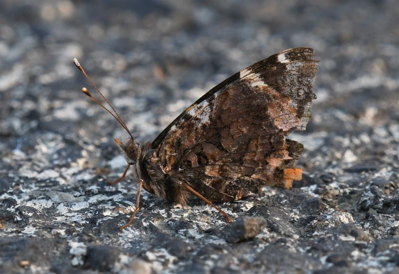 Red Admiral: Vanessa atalanta