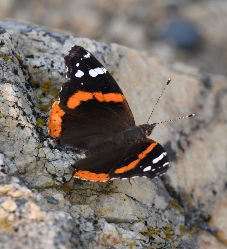 Red Admiral: Vanessa atalanta