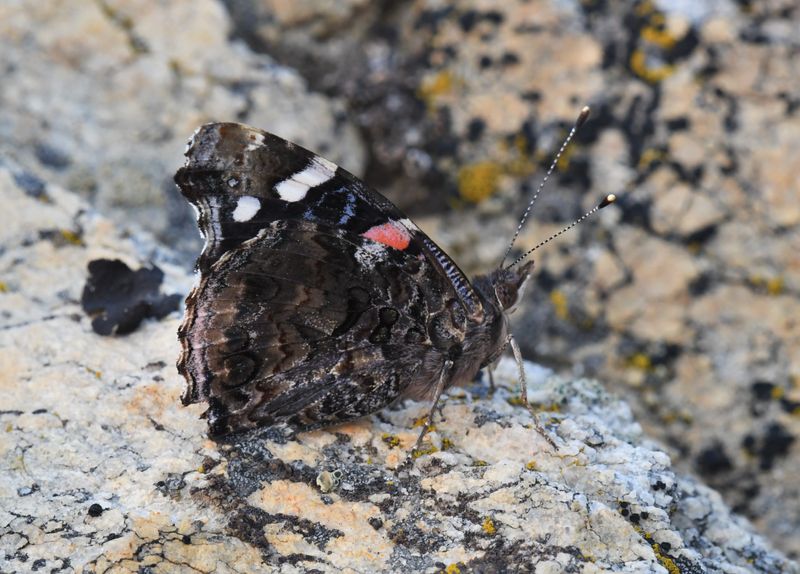 Red Admiral: Vanessa atalanta