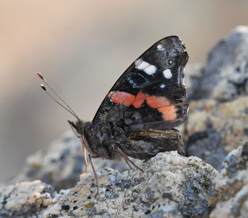 Red Admiral: Vanessa atalanta
