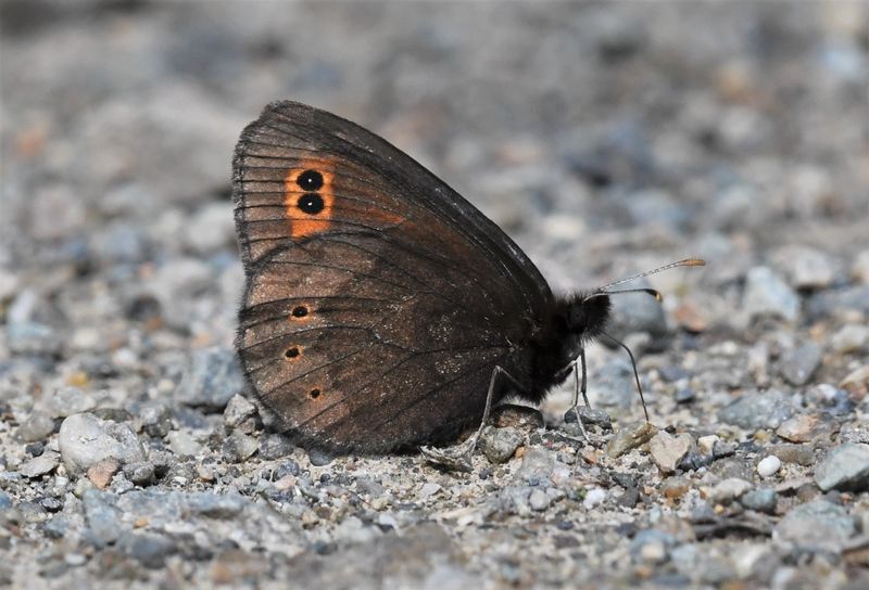 Butler's Alpine: Erebia epipsodea