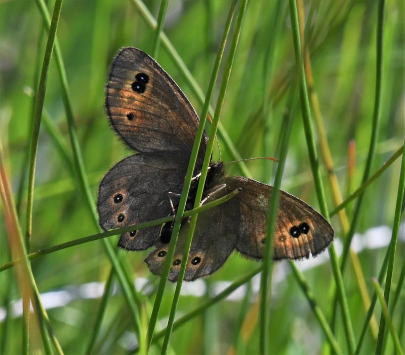Butler's Alpine: Erebia epipsodea