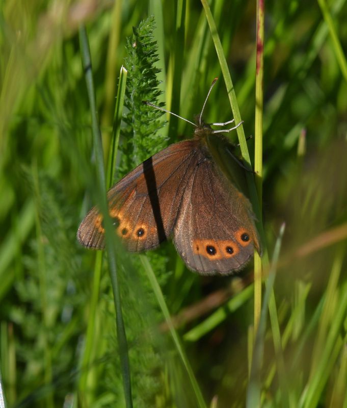 Butler's Alpine: Erebia epipsodea
