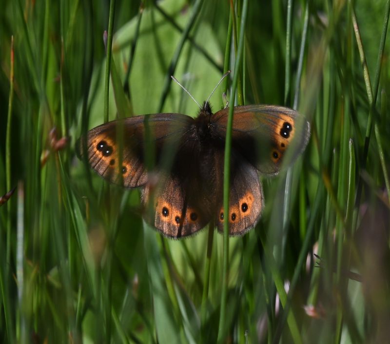 Butler's Alpine: Erebia epipsodea