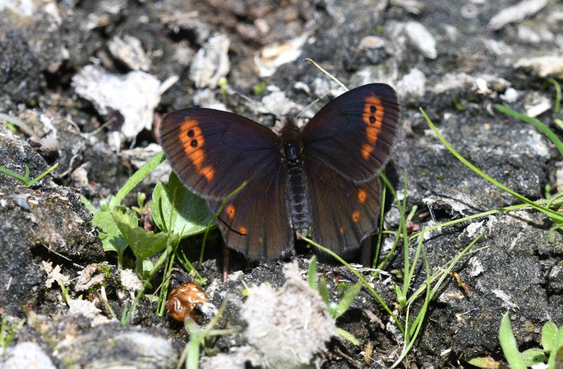 Butler's Alpine: Erebia epipsodea