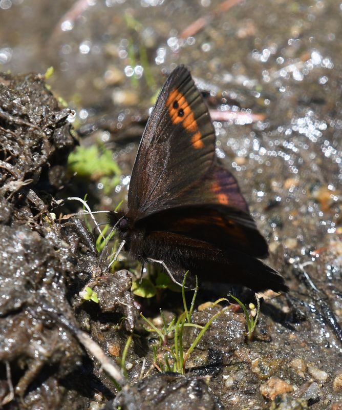 Butler's Alpine: Erebia epipsodea