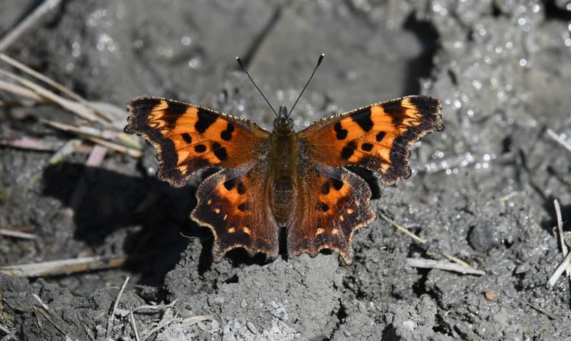 Green Anglewing: Polygonia faunus
