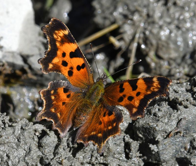 Green Anglewing: Polygonia faunus