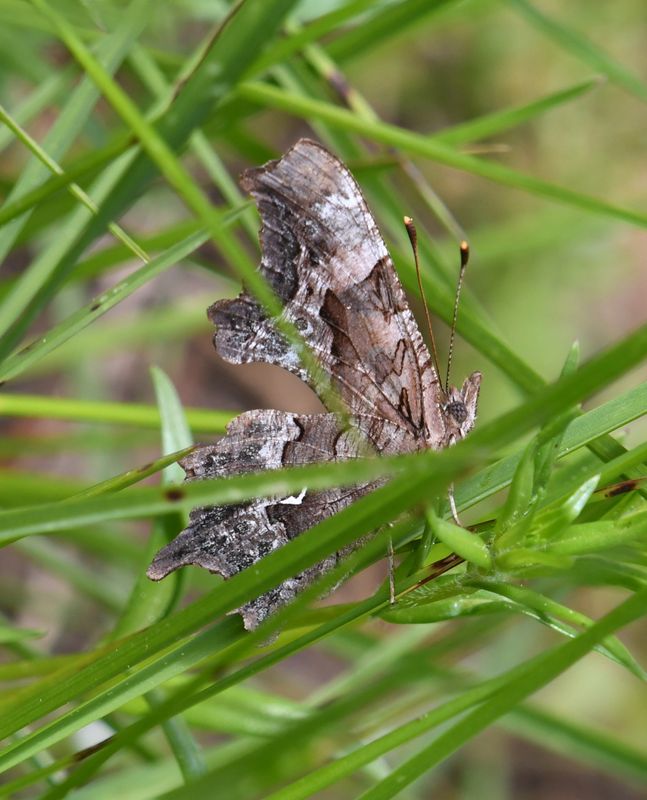 Green Anglewing: Polygonia faunus