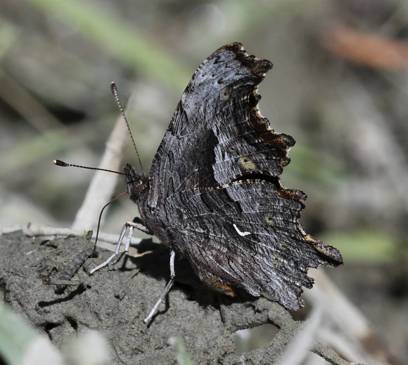 Hoary Anglewing: Polygonia gracilis