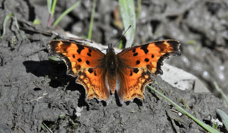 Hoary Anglewing: Polygonia gracilis