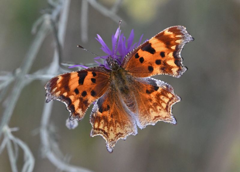 Hoary Anglewing: Polygonia gracilis