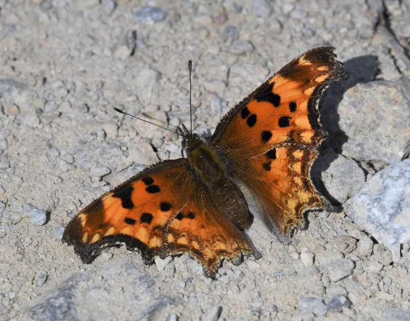 Hoary Anglewing: Polygonia gracilis