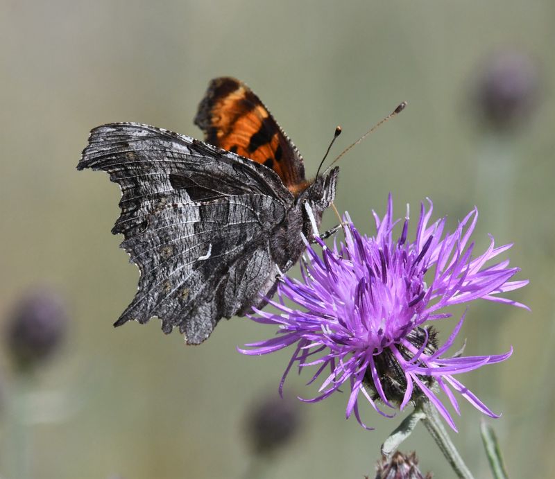 Hoary Anglewing: Polygonia gracilis