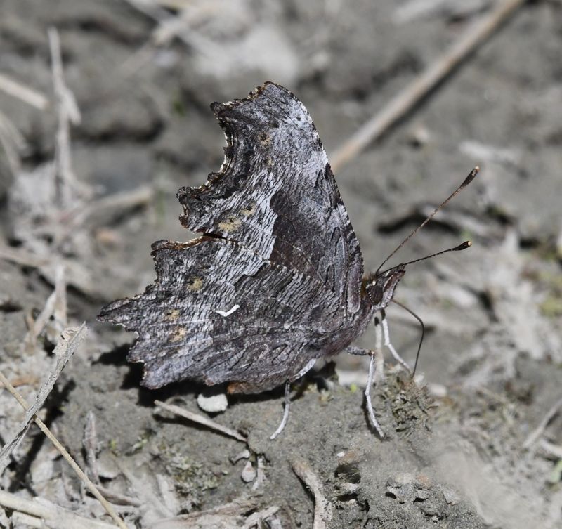 Hoary Anglewing: Polygonia gracilis