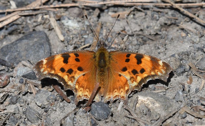Hoary Anglewing: Polygonia gracilis