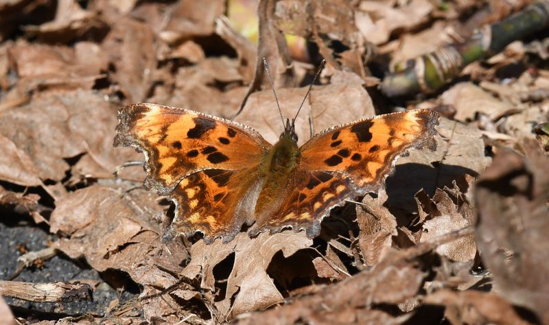 Oreas Anglewing: Polygonia oreas