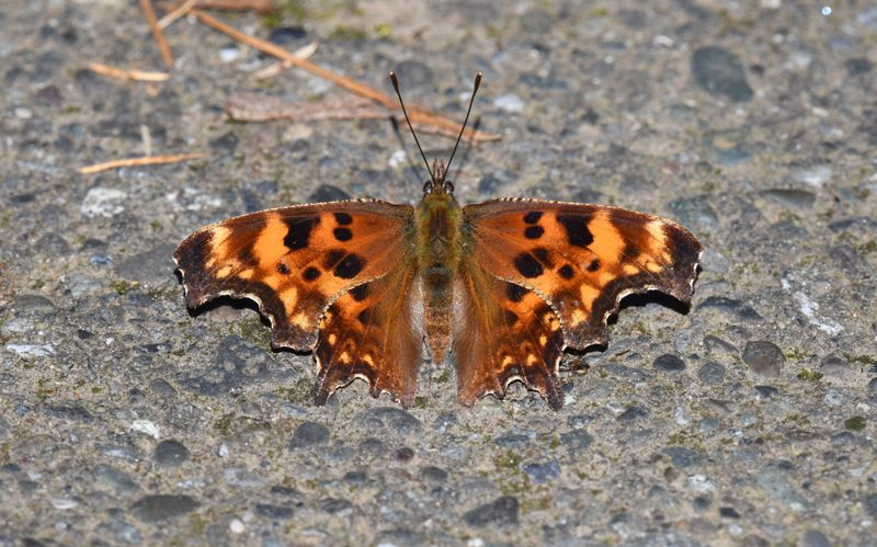 Oreas Anglewing: Polygonia oreas