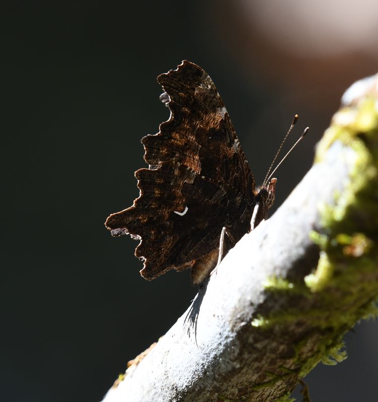 Oreas Anglewing: Polygonia oreas